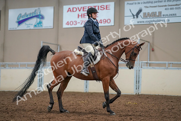 2019 Morgan Horse Show - Aug 30, 2019 - 22604