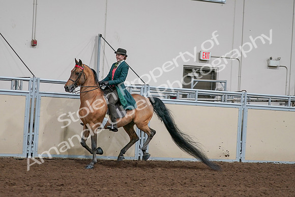 2020 - AB Morgan Horse - Sat, Sept 05 - 13788