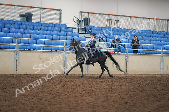 2019 Morgan Horse Show - Aug 30, 2019 - 12322