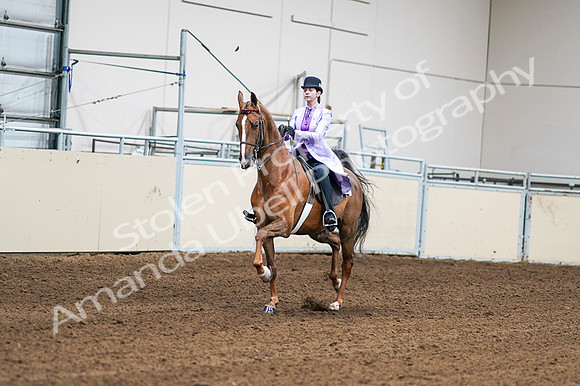 2020 - AB Morgan Horse - Fri, Sept 04 - 04991