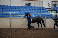 2019 Morgan Horse Show - Aug 31, 2019 - 00502