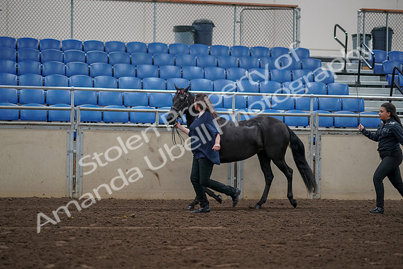 2019 Morgan Horse Show - Aug 31, 2019 - 00502