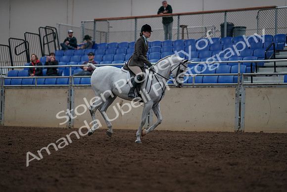 2019 Morgan Horse Show - Sept 01, 2019 - 08821