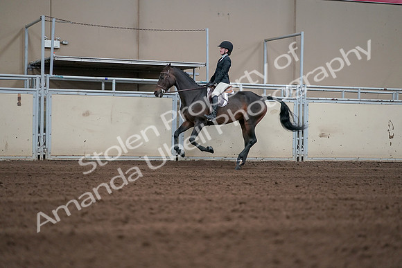 2019 Morgan Horse Show - Sept 01, 2019 - 03720