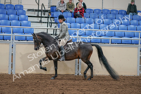 2020 - AB Morgan Horse - Sat, Sept 05 - 14339