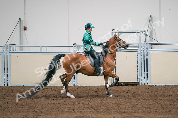 2020 - AB Morgan Horse - Fri, Sept 04 - 08694