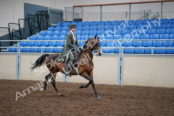 2020 - AB Morgan Horse - Fri, Sept 04 - 03428