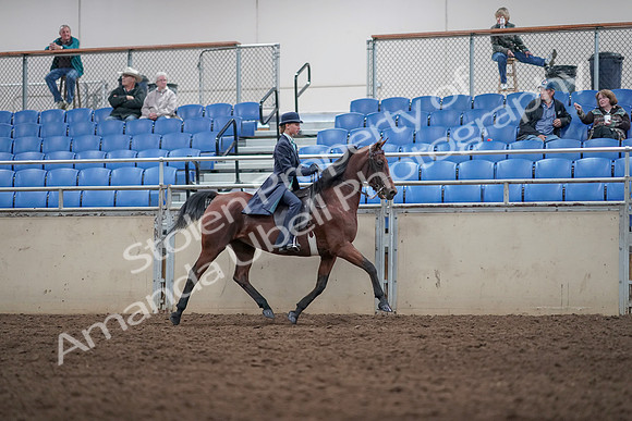 2019 Morgan Horse Show - Aug 31, 2019 - 08872
