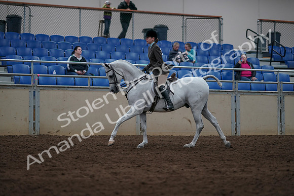 2019 Morgan Horse Show - Sept 01, 2019 - 08706