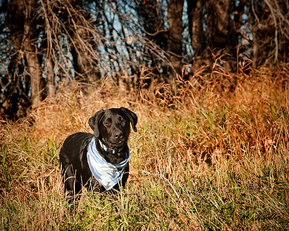 Dogs and Cats - 011