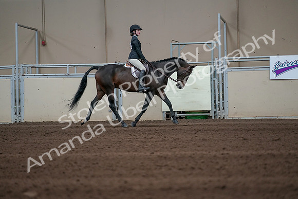 2019 Morgan Horse Show - Sept 01, 2019 - 03863