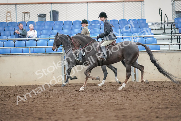 2019 Morgan Horse Show - Aug 30, 2019 - 20078
