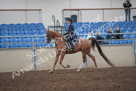 2019 Morgan Horse Show - Aug 31, 2019 - 08661