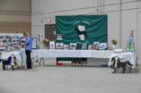2019 Morgan Horse Show - Sept 01, 2019 - 05898