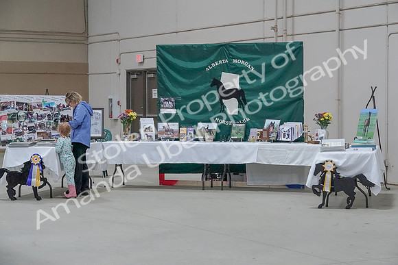 2019 Morgan Horse Show - Sept 01, 2019 - 05898