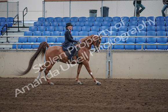 2019 Morgan Horse Show - Sept 01, 2019 - 12023