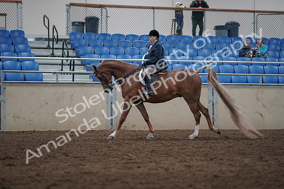 2019 Morgan Horse Show - Sept 01, 2019 - 08677