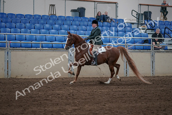 2019 Morgan Horse Show - Sept 01, 2019 - 12262