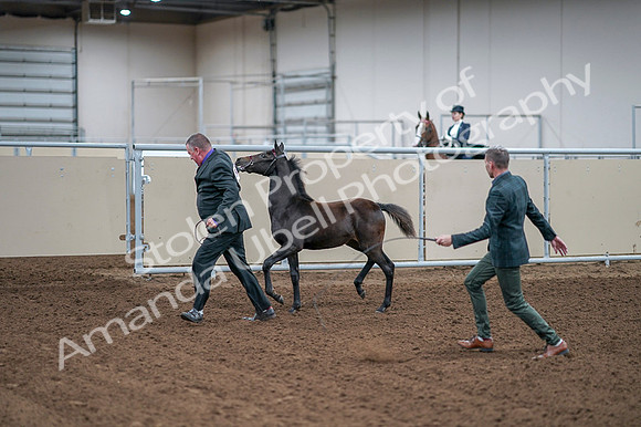 2020 - AB Morgan Horse - Fri, Sept 04 - 06213