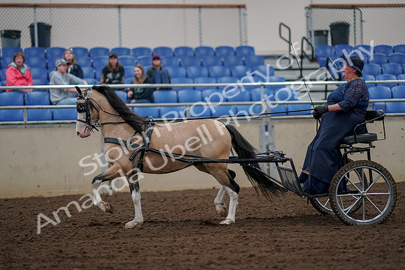 2019 Morgan Horse Show - Aug 30, 2019 - 13223