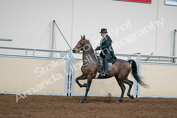 2020 - AB Morgan Horse - Sat, Sept 05 - 08015