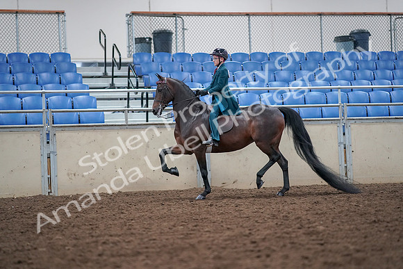 2019 Morgan Horse Show - Aug 30, 2019 - 17901