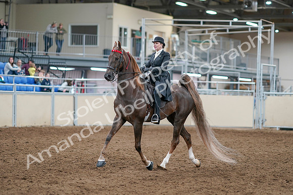 2020 - AB Morgan Horse - Sat, Sept 05 - 12935