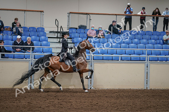 2020 - AB Morgan Horse - Sat, Sept 05 - 06819