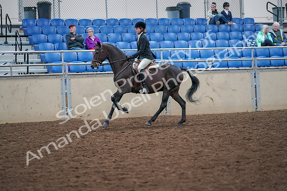 2019 Morgan Horse Show - Aug 30, 2019 - 20532