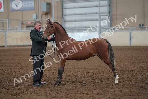 2019 Morgan Horse Show - Aug 30, 2019 - 25607