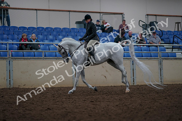 2019 Morgan Horse Show - Aug 31, 2019 - 16056