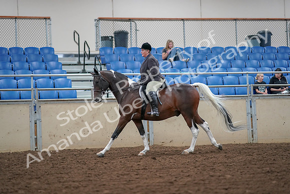 2019 Morgan Horse Show - Aug 30, 2019 - 16337
