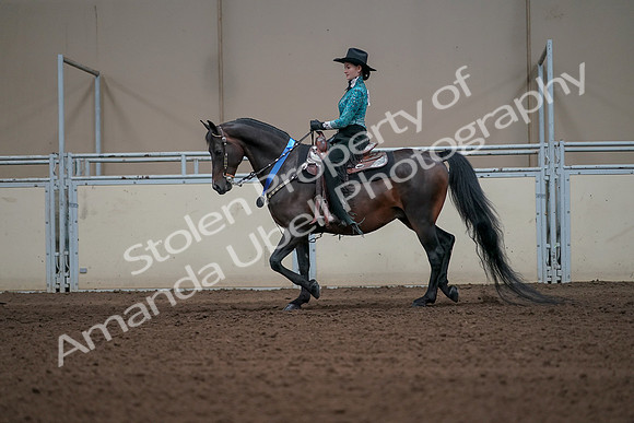 2019 Morgan Horse Show - Sept 01, 2019 - 07328