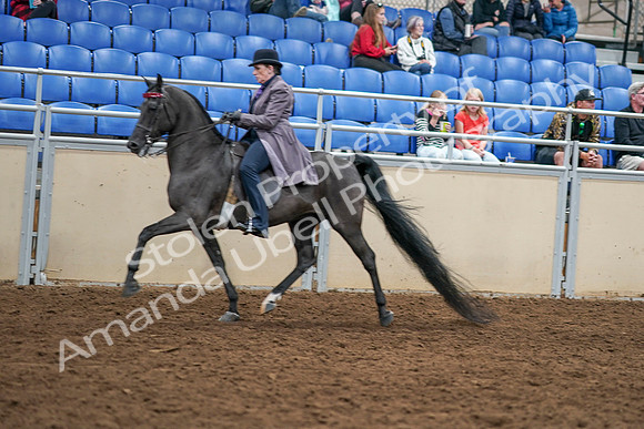 2020 - AB Morgan Horse - Sat, Sept 05 - 13757