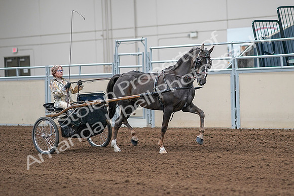 2020 - AB Morgan Horse - Sat, Sept 05 - 05930