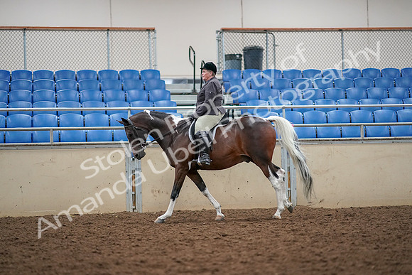 2019 Morgan Horse Show - Aug 30, 2019 - 22330