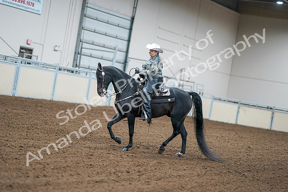 2020 - AB Morgan Horse - Fri, Sept 04 - 03589