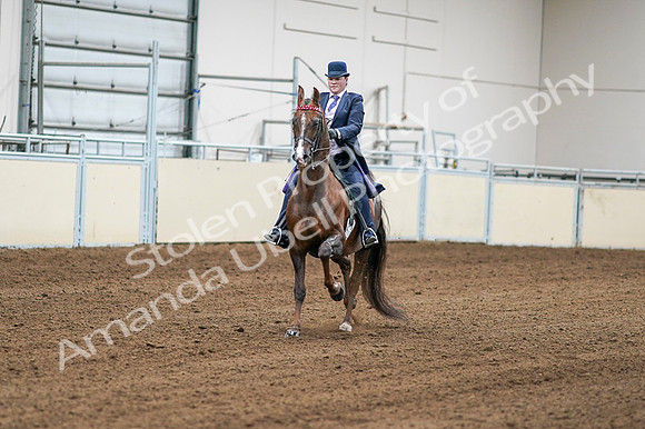 2020 - AB Morgan Horse - Fri, Sept 04 - 08166