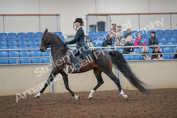 2019 Morgan Horse Show - Aug 30, 2019 - 25017
