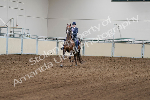 2020 - AB Morgan Horse - Fri, Sept 04 - 08145