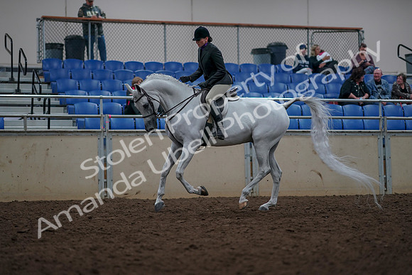 2019 Morgan Horse Show - Aug 31, 2019 - 16061