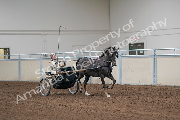 2020 - AB Morgan Horse - Sat, Sept 05 - 05917