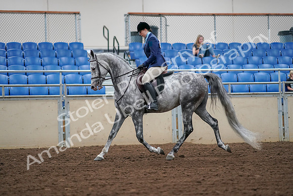 2019 Morgan Horse Show - Aug 30, 2019 - 16052