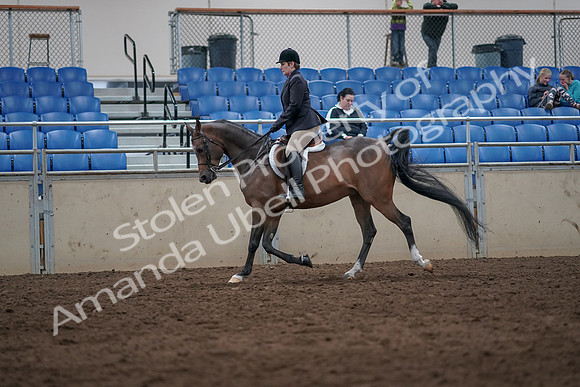 2019 Morgan Horse Show - Sept 01, 2019 - 08590