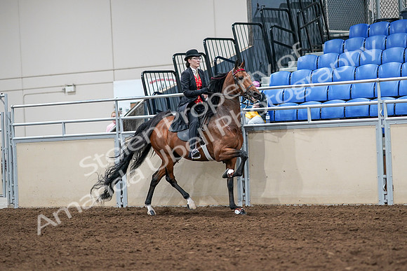 2020 - AB Morgan Horse - Sat, Sept 05 - 06781