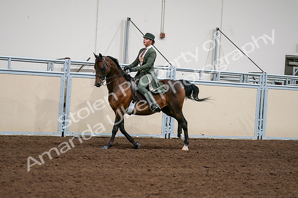 2020 - AB Morgan Horse - Fri, Sept 04 - 03330