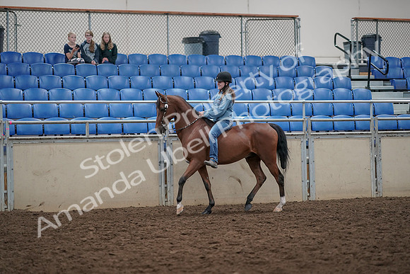 2019 Morgan Horse Show - Aug 30, 2019 - 31101