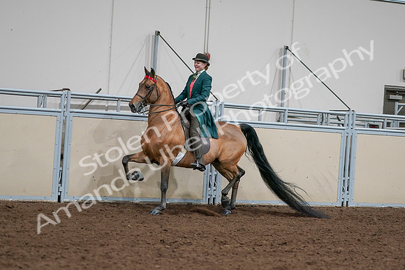 2020 - AB Morgan Horse - Sat, Sept 05 - 13677