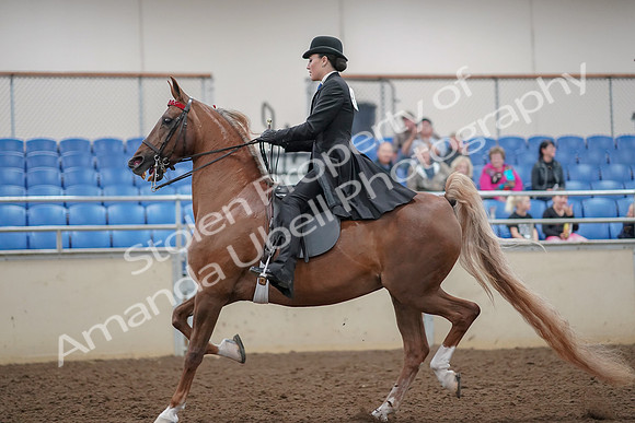 2019 Morgan Horse Show - Aug 30, 2019 - 24998