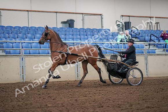 2019 Morgan Horse Show - Aug 30, 2019 - 13185